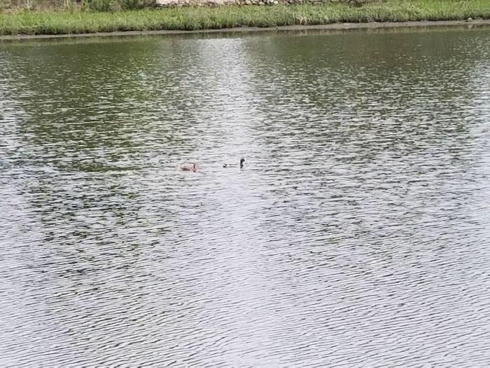 Cove Island Wildlife Sanctuary Picture 7