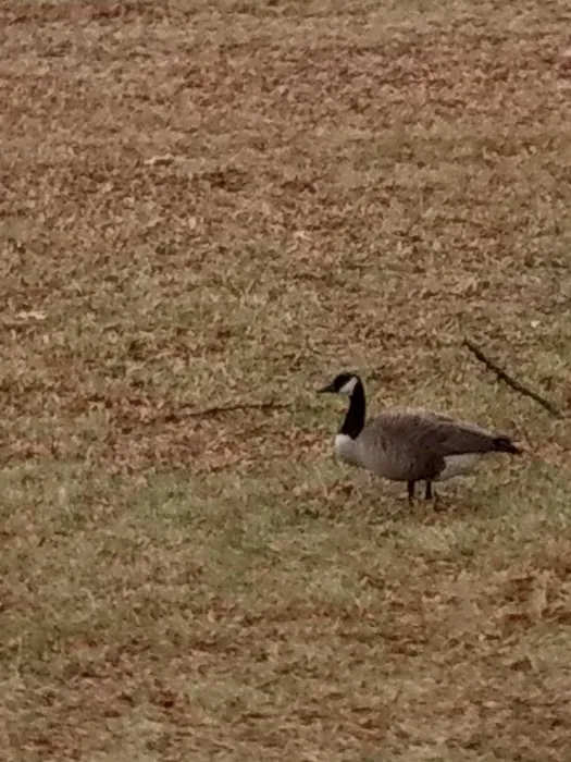 Graniteville Swamp Park Picture 9