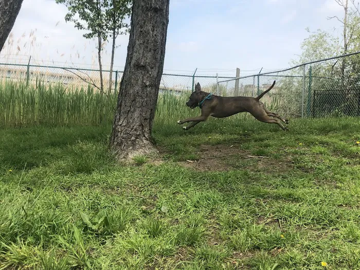 Snipes Park Dog Run Picture 9