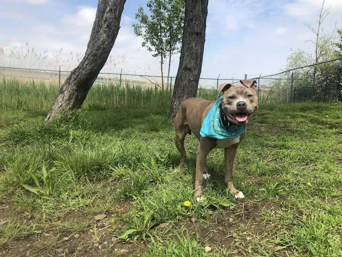 Snipes Park Dog Run Picture 4