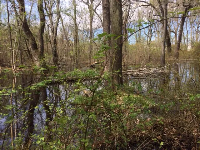 Schmidts Woods Park Picture 10
