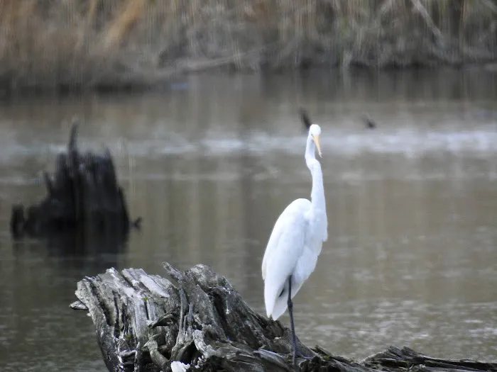 Mill Creek Marsh Trail Picture 3
