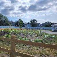 Imagine Gardens ico