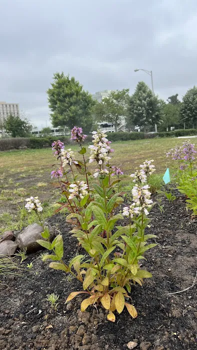 Joy & Peace Garden Picture 1