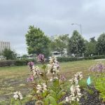 Joy & Peace Garden