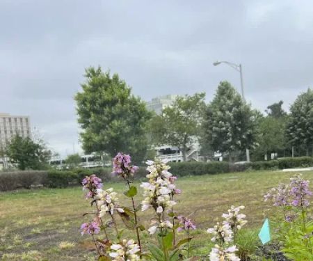 Joy & Peace Garden