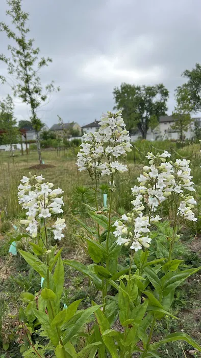 Joy & Peace Garden Picture 3