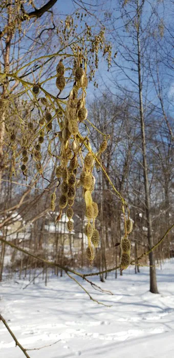Lincoln Woods Picture 7