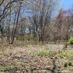 Lincoln Woods