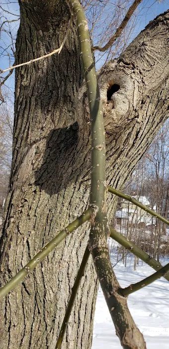 Lincoln Woods Picture 5