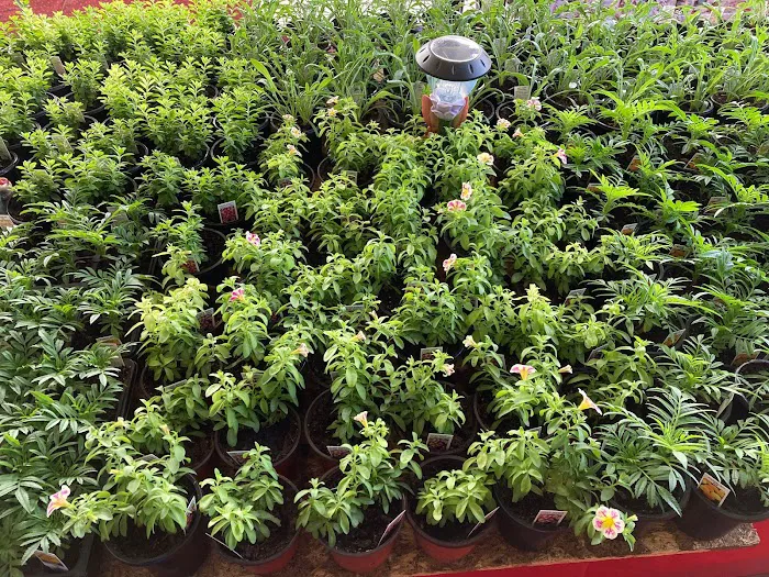 The Garden Shop at TGC Toys and Gifts Picture 3