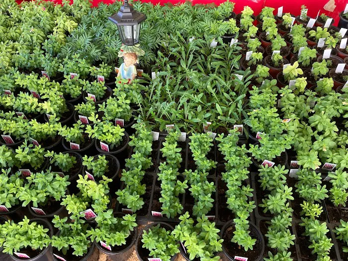 The Garden Shop at TGC Toys and Gifts Picture 7