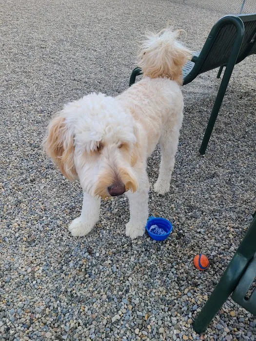 Montville Dog Park Picture 7