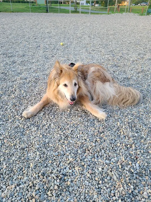 Montville Dog Park Picture 3