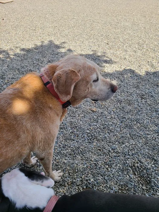 Montville Dog Park Picture 9