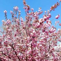 Verrazano Park ico
