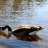 Willow Tree Town Park ico