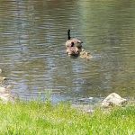 Greg Sikorsky Childrens Park | Lime Kiln Park