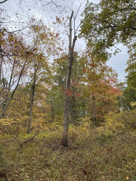Beech Trail Picture 7