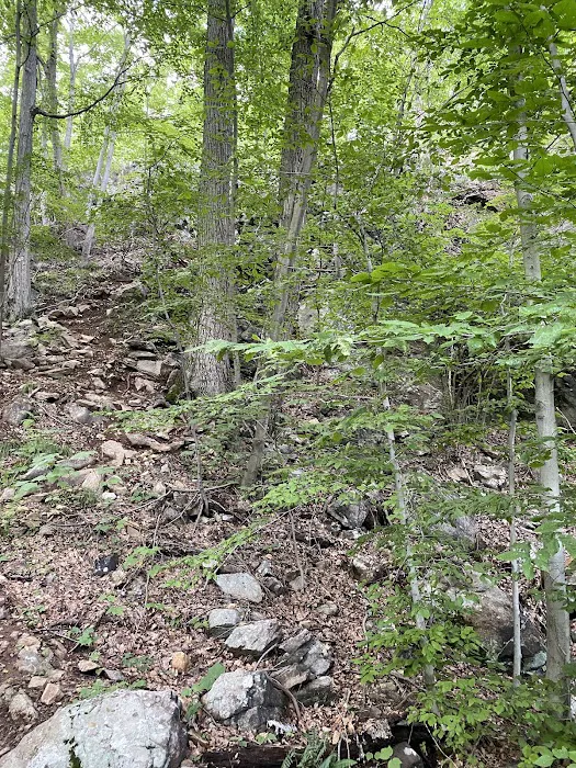 Racoon Brook Hill Picture 8