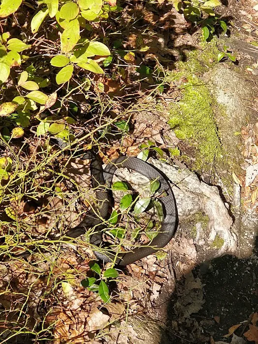 Racoon Brook Hill Picture 6
