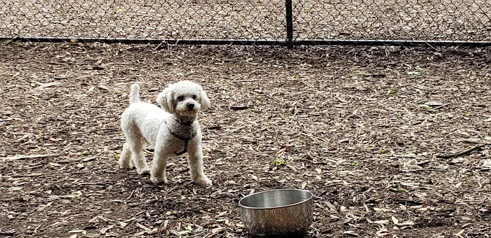 Peekskill Dog Park Picture 2