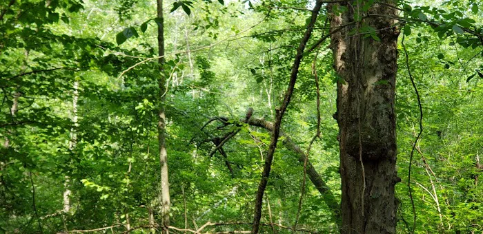 Yorktown Community Dog Park Picture 6