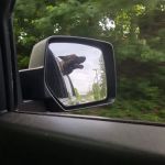 Yorktown Community Dog Park
