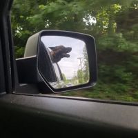 Yorktown Community Dog Park ico