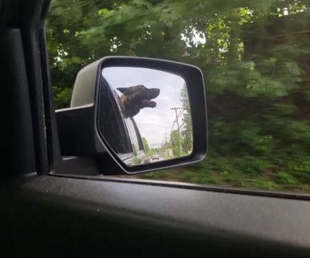 Yorktown Community Dog Park