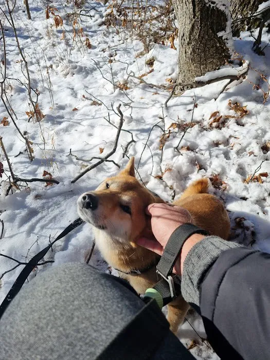 Yorktown Community Dog Park Picture 4