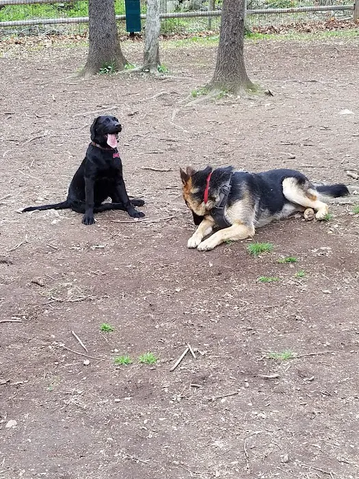 Yorktown Community Dog Park Picture 10