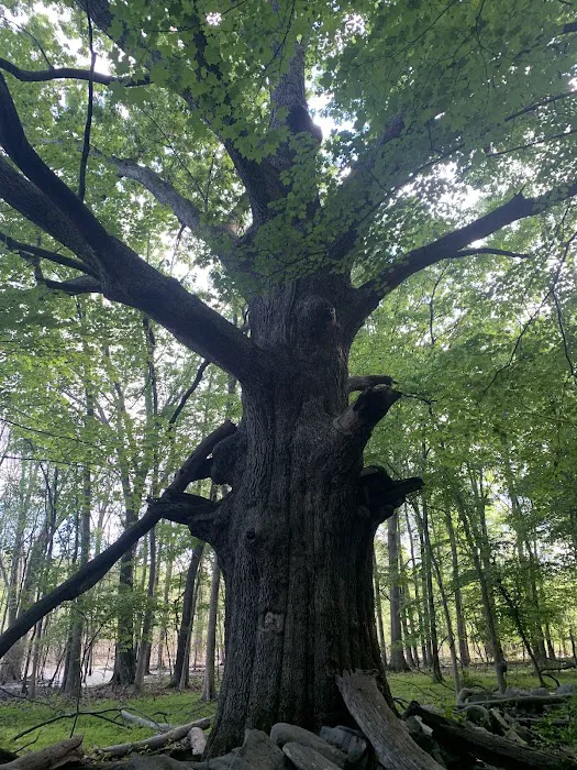 Sylvan Glen Park Preserve Picture 1