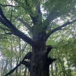 Sylvan Glen Park Preserve