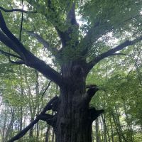 Sylvan Glen Park Preserve ico