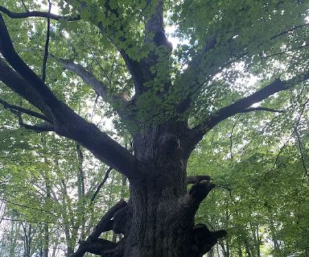 Sylvan Glen Park Preserve