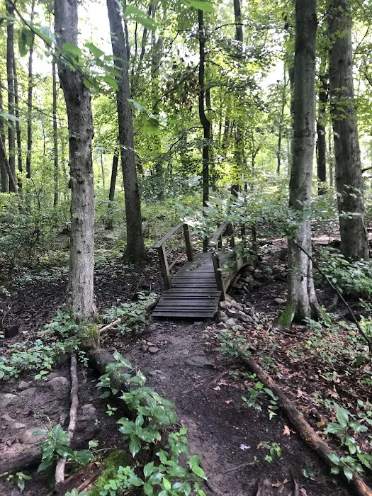 Dunlap Woods (Darien Land Trust) Picture 7