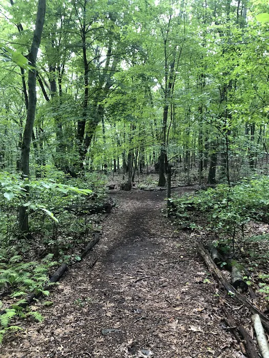 Dunlap Woods (Darien Land Trust) Picture 8