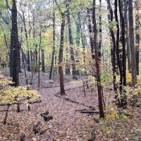 seleekwood park ico
