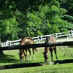 Getner Farms