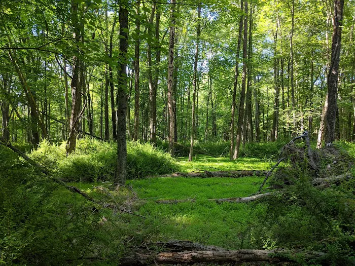 Brownell Preserve Picture 6