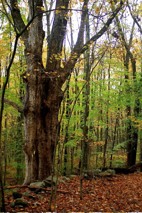 Brownell Preserve Picture 10