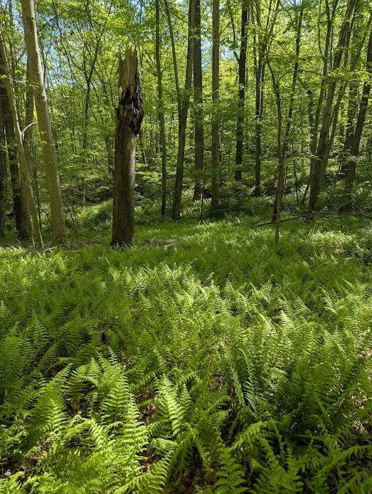 Brownell Preserve Picture 7