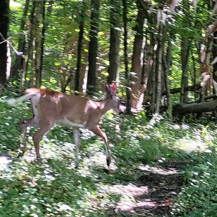 RHINOCEROS CREEK RESERVATION Picture 5