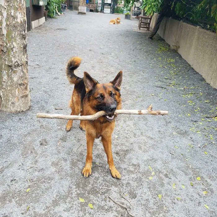 Astro's Community Dog Run Picture 8