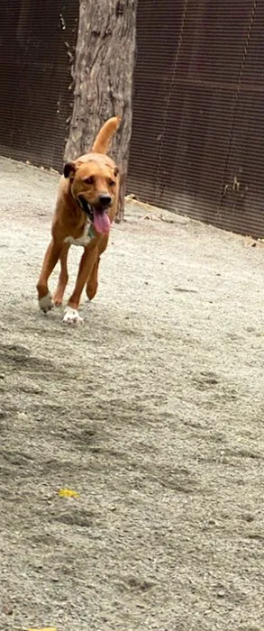 Astro's Community Dog Run Picture 1