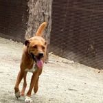 Astro's Community Dog Run