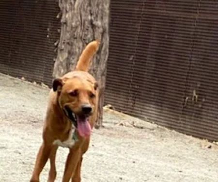 Astro's Community Dog Run