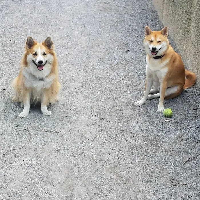 Astro's Community Dog Run Picture 9