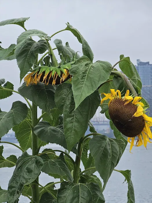 Stuyvesant Cove Park Picture 10